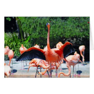 Flamant rose