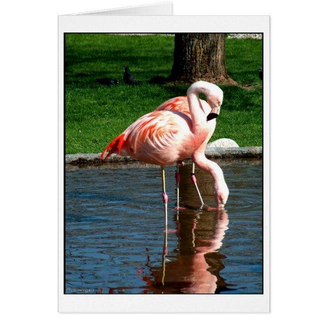 Flamant rose (Devant)