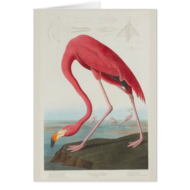 Flamant rose américain par J.J. Audubon (Devant)