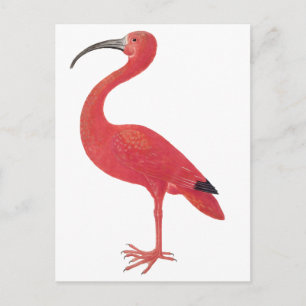 Flamant rose - Carte postale Art
