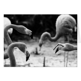 Flamant rose Chatter