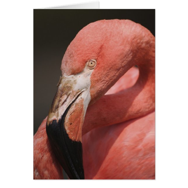 Flamant rose chilien, Phoenicopterus chilensis (Devant)