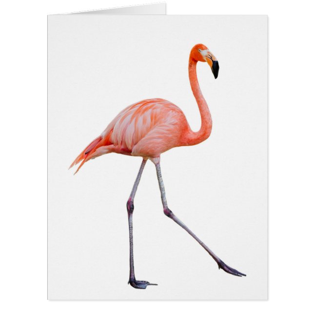 Flamant rose rose (Devant)