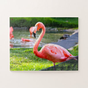 Flamant rose rose Floride. Jigsaw Puzzle