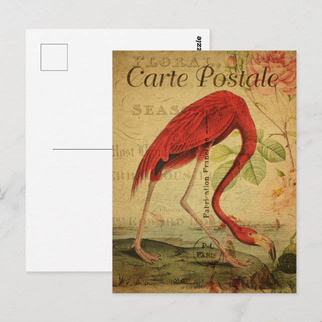 Flamant rose Vintage carte postale (Devant / Derrière)