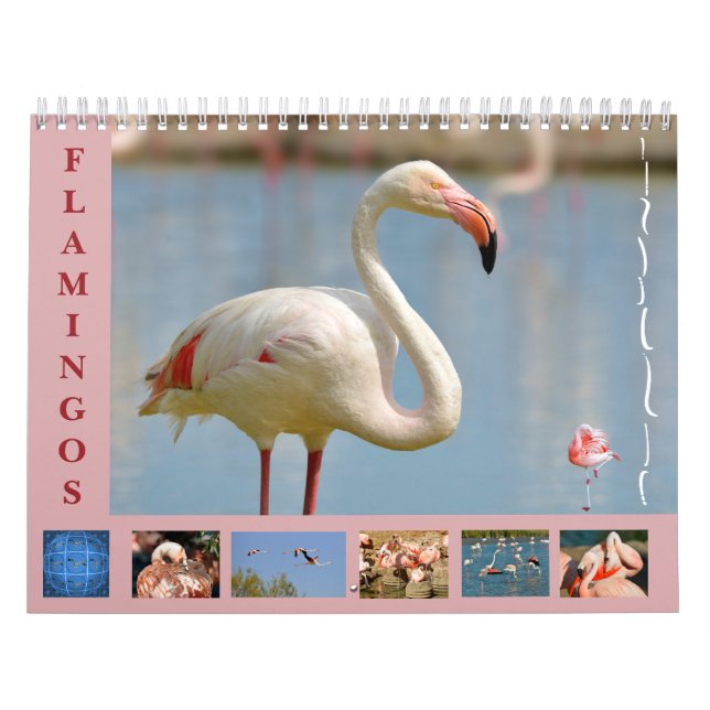 Flamants roses calendrier 12 mois (Protection)
