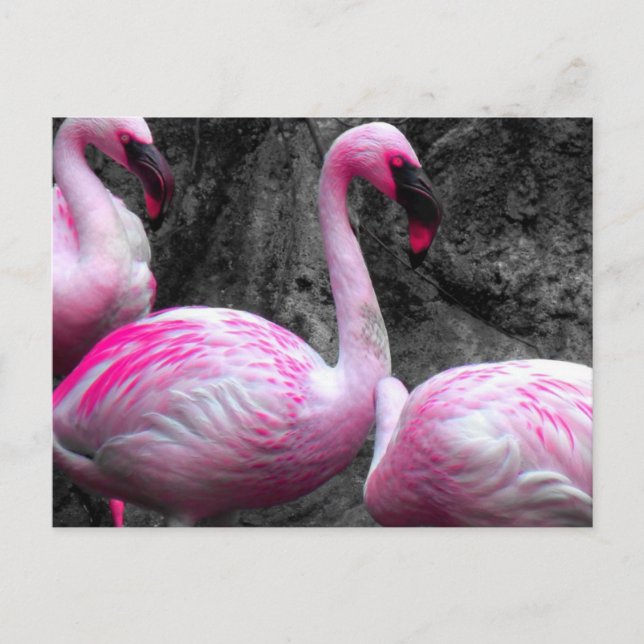 ~Flamants roses~ CARTE POSTALE (Devant)
