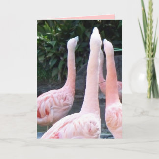 Flamants roses de chant, carte d'anniversaire