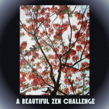 Flamboyant Flame Tree Royal Poinciana Fotografic