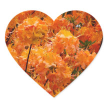 Flame Azalea Blume