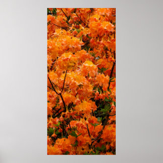 Flame Azalea Blume Poster