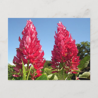 Flame-Blume-Postkarten Postkarte