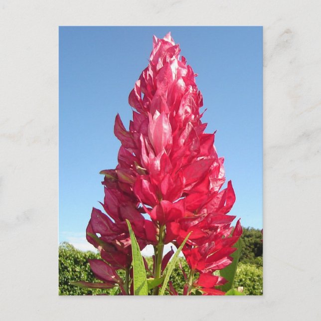 Flame-Blume (vertikal) Postkarte (Vorderseite)