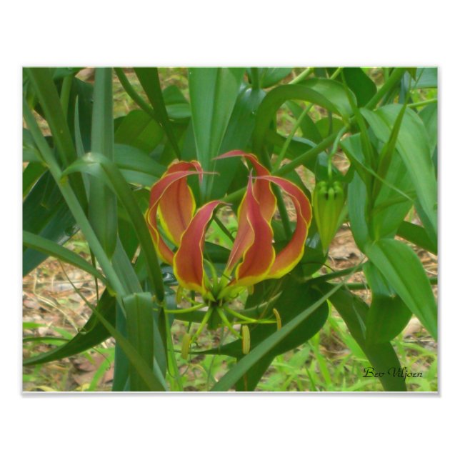 Flame Lily - Gloriosa Superba Fotodruck (Vorne)