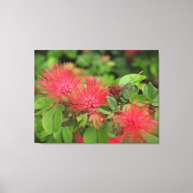 Flame Mimosa Tree Blooms Stretched Canvas Print Leinwanddruck (Vorderseite)