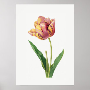 Flame Tulip Vintag Botanisches Illustrationspaket Poster