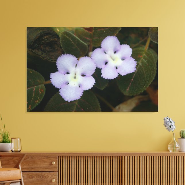 Flame Violet Tropische Wildblume Leinwanddruck (Insitu (Wohnzimmer))