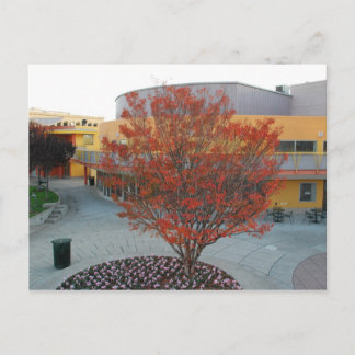 FlameTree Yerba Buena Postkarte