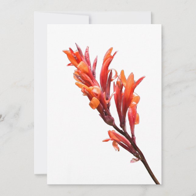 Flaming Canna Ankündigung (Vorderseite)
