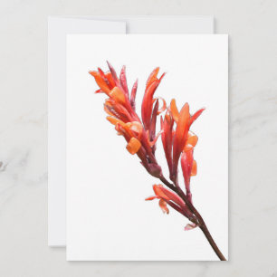 Flaming Canna Ankündigung