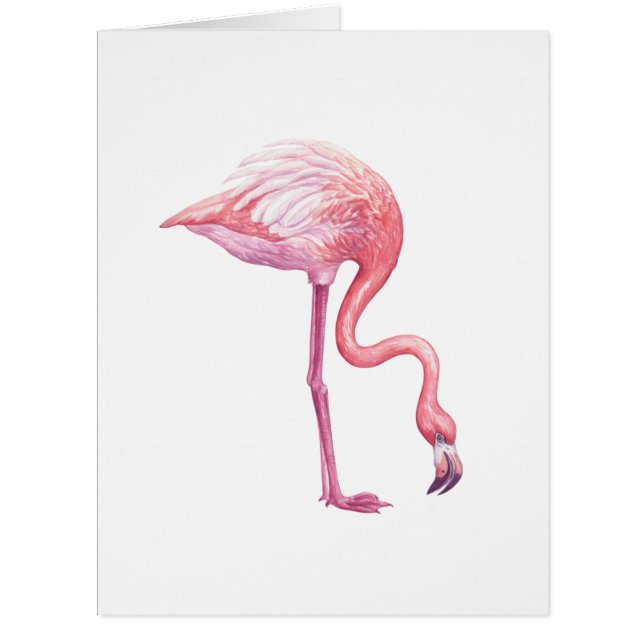 Flamingo (Vorderseite)