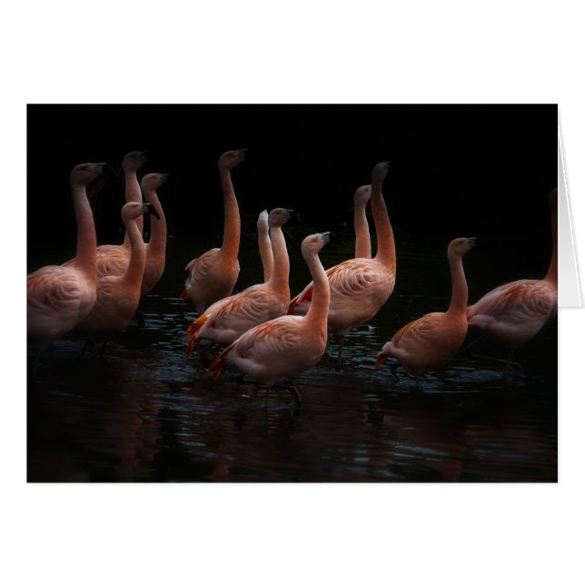Flamingo (Vorderseite (Horizontal))