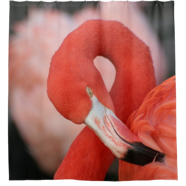 Flamingo 001 duschvorhang (Vorderseite)
