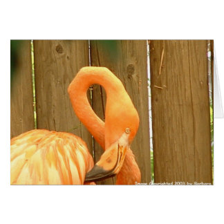 Flamingo 1