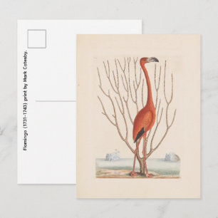 Flamingo (1731-1743) Druck von Mark Catesby Postkarte