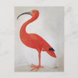 Flamingo - 17. Jahrhundert Kunst Postkarte