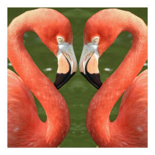 Flamingo_20170701_by_JAMFoto Fotodruck