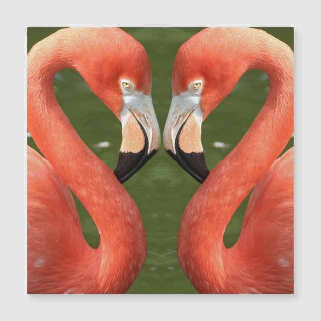 Flamingo_20170701_by_JAMFoto Magnetkarte (Vorderseite)