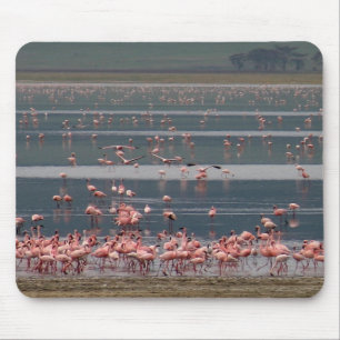 Flamingo Ansammlung - Mousepad