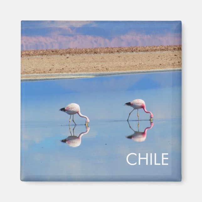 Flamingo, Atacama-Wüste, Chile Magnet (Vorne)