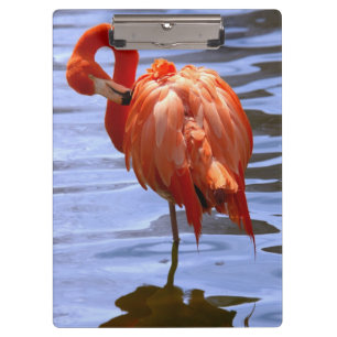 Flamingo auf einem Bein im Wasser Klemmbrett
