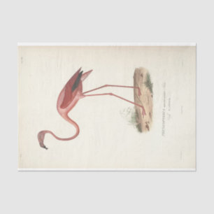 Flamingo Bird Ephemerge Seidenpapier