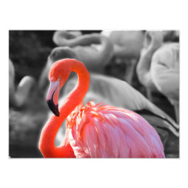 Flamingo Bird Fotografy Fotodruck