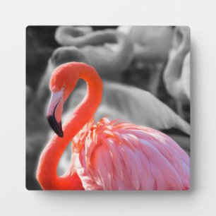 Flamingo Bird Fotografy Fotoplatte
