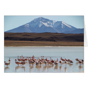 Flamingo Birds on Water - Schneebergkarte