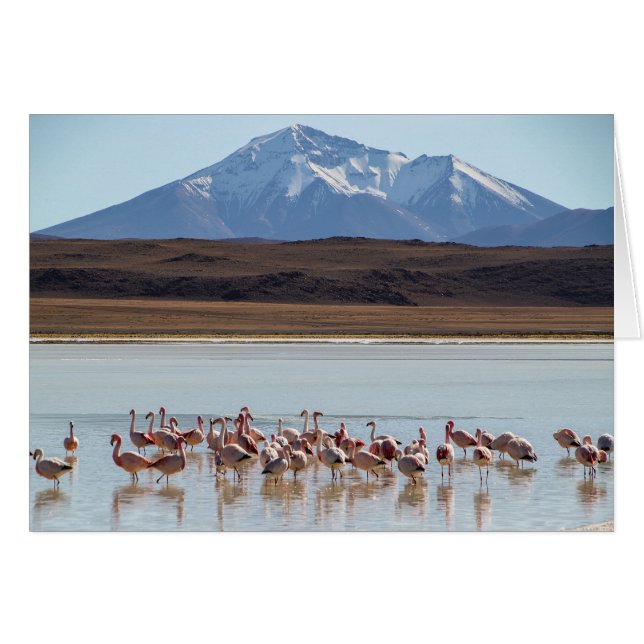 Flamingo Birds on Water - Schneebergkarte (Vorderseite (Horizontal))