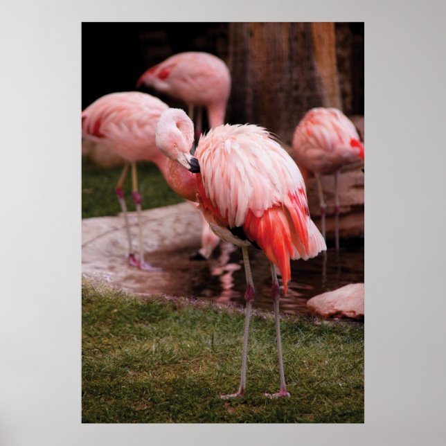 Flamingo - der Flamingo Poster (Vorne)