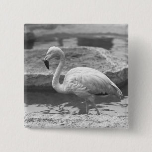 Flamingo, der im Wasser B&W watet Button