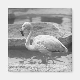 Flamingo, der im Wasser B&W watet Magnet