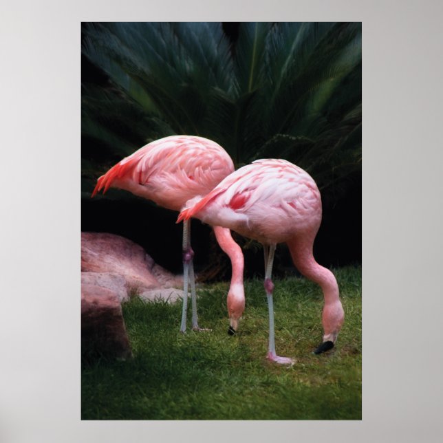 Flamingo - Ein Set von Flamingos Poster (Vorne)