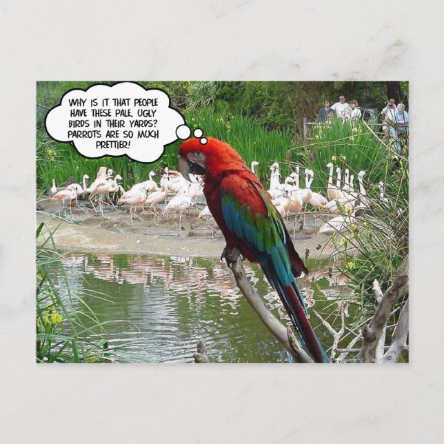 Flamingo Envy Postkarte (Vorderseite)