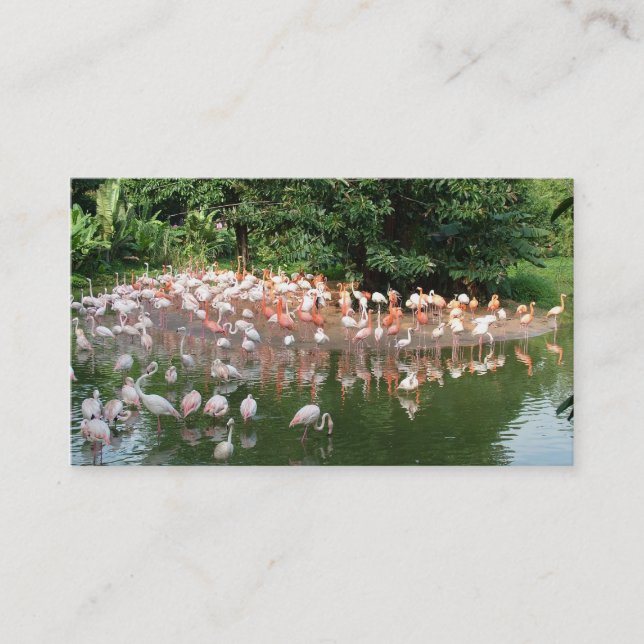 flamingo flock nature business card visitenkarte (Vorderseite)