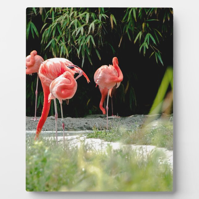 Flamingo Fotoplatte (Vorderseite)