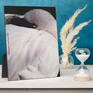 Flamingo Fotoplatte
