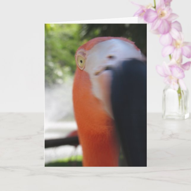Flamingo Funny Grußkarte für jedermann Karte (Orchidee)