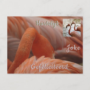 Flamingo hat die Kruste Nah. Happy Birthday Postca Postkarte